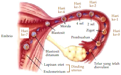 Sistem Reproduksi Manusia