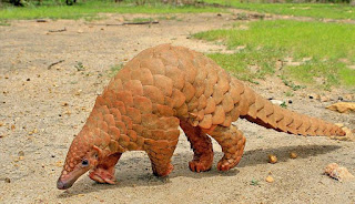 Pangolins are found in Nigeria