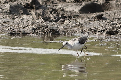 Common Greenshank