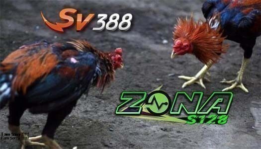 Situs Agen Judi Sabung Ayam Sv388 | Link Alternatif Login APK Terbaru