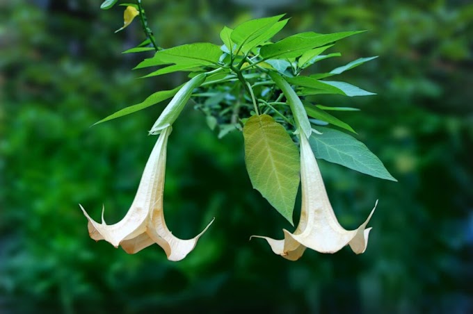 Cvijeće Brugmansia (Anđeoska truba)