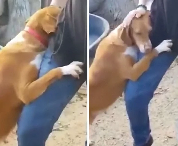 Reporter Goes To Shelter To Do A Story, Dog Hugs Him Tight Till He Adopts Her.