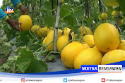 Budidaya Melon Golden New Kinanti Di Tuban, Tembus Pasar Nasional