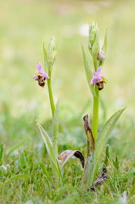 Ophrys scolopax - Woodcock orchid care