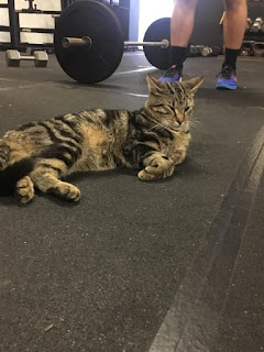 Un gato va todos los días al gimnasio para motivar a los miembros