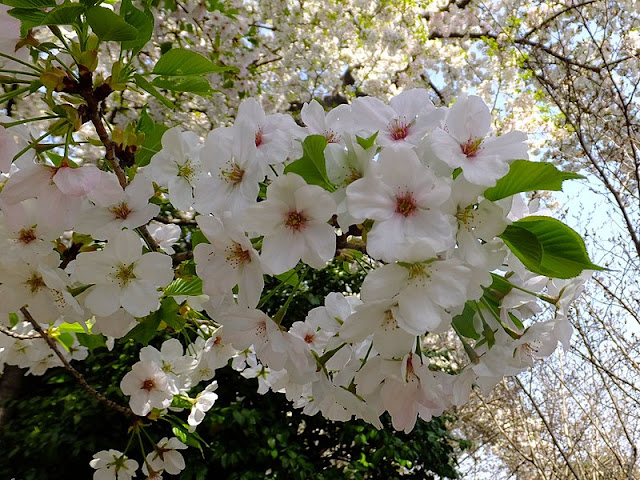 Prunus 'Amagi-yoshino'