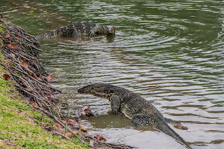 Monitor Lizards, Lumphini Park