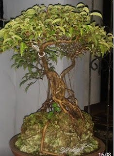 Bonsai Beringin Filipina Ukuran Medium