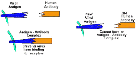 Bird flu antigen antibody interactions
