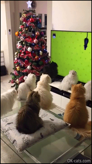 Funny Cat GIF • 10 fluffy Persian Cats simultaneously mesmerized by giant virtual mice running on TV screen [ok-cats.com]