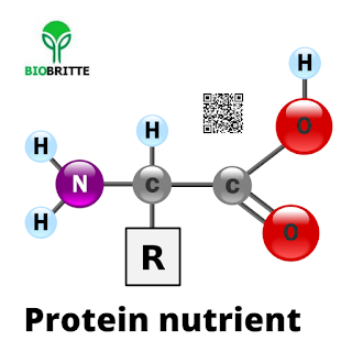 Mushroom Nutrition protein.