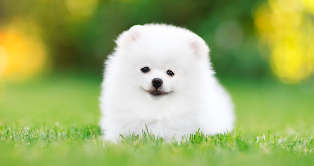 pomeranian dog price