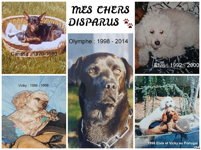 MES CHERS DISPARUS 🐾 1979 - 2014