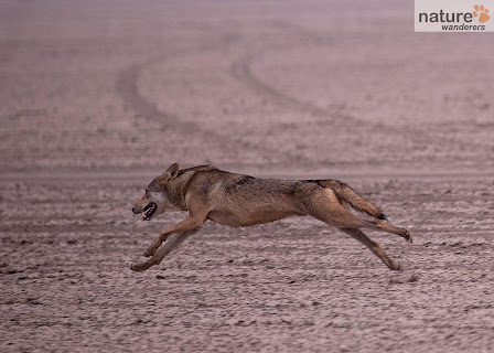 wildlife photography