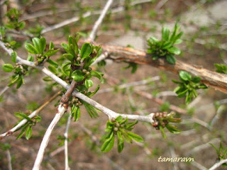 Принсепия китайская / Плоскосемянник китайский (Prinsepia sinensis, =Plagiospermum sinense)