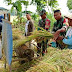 Babinsa Kedungsari Tayu Panen Padi Padi Bersama Petani, Segini Hasilnya
