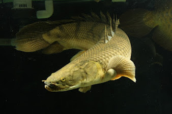 Ikan Palmas Congicus ( Polypterus congicus )