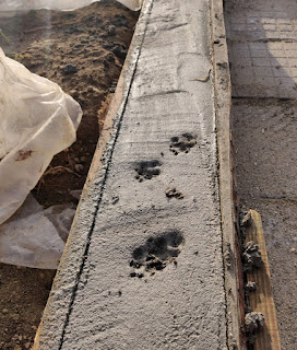 Pawprints in the cement