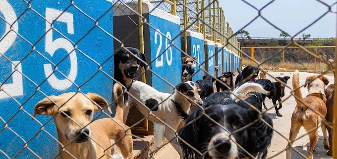 Direito dos animais: veterinária explica benefícios de adotar um animal de estimação