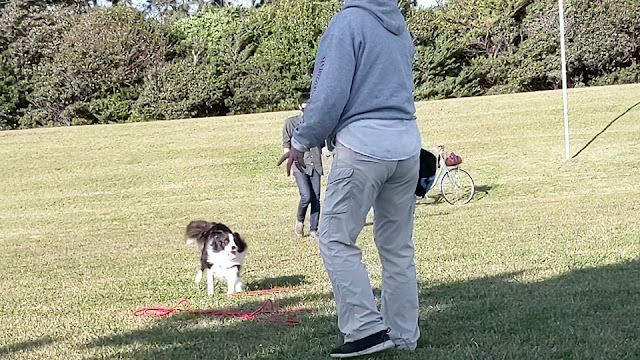 保護犬 ボーダーコリー トーマ ディスク