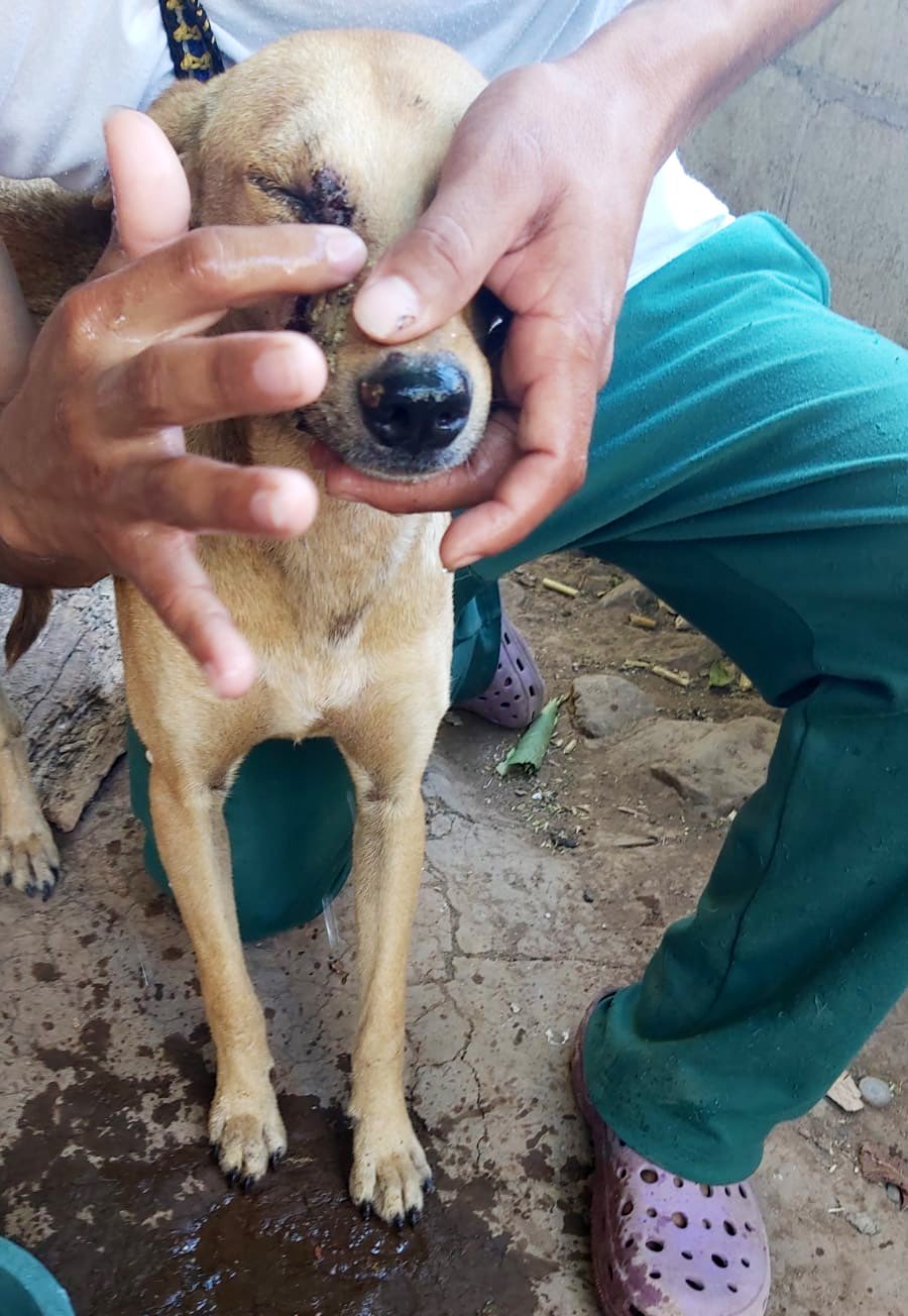 El Salvador: Capturan a sujeto tras encontrarle un perro muerto en su propiedad y por lesionar a otra perrita en Ahuachapán