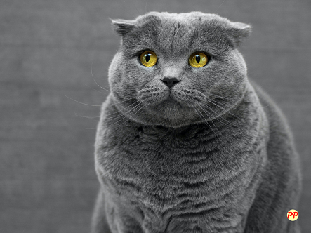 Info Terbaru Harga Kucing British Shorthair Murah (Anakan dan Dewasa)