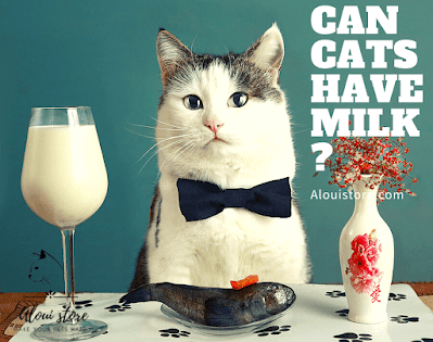 Can cats have milk?