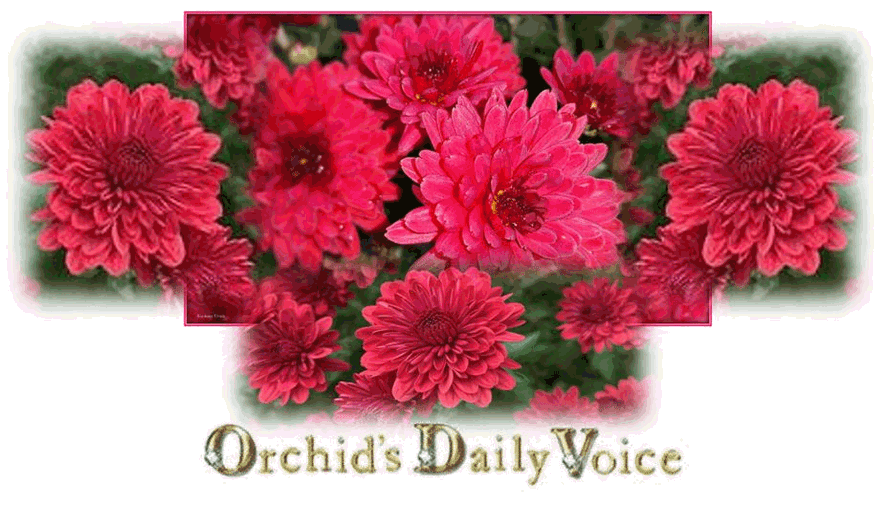Orchid's Daily Voice (Home Page)