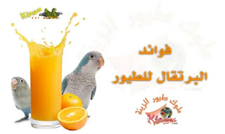 فوائد ثمار فكهة البرتقال لطيور الزينة
