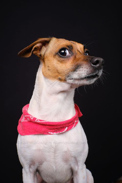 Elke Vogelsang aka Wieselblitz 500px arte fotografia cachorros cães gatos pets divertido fofura animais estimação