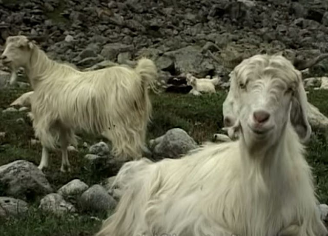 Changthangi Goat - what is a pashmina