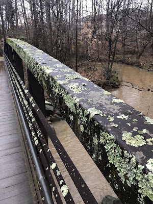 View of the brook from a bridge towards the end of dad's and my walk. The bridge is covered with moss.