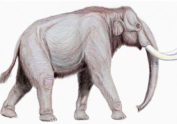 Los restos del mamut más grande del Pleistoceno, hallados en un pueblo de Cuenca