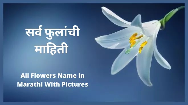 All Flowers Name in Marathi With Pictures