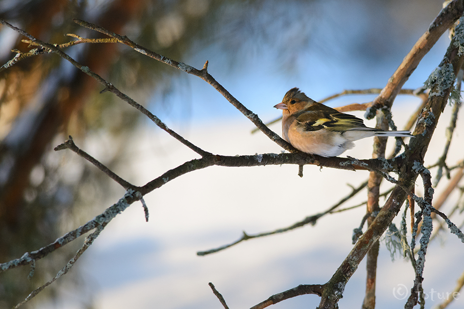 Metsvint, Fringilla coelebs, Common Chaffinch, vint, finch