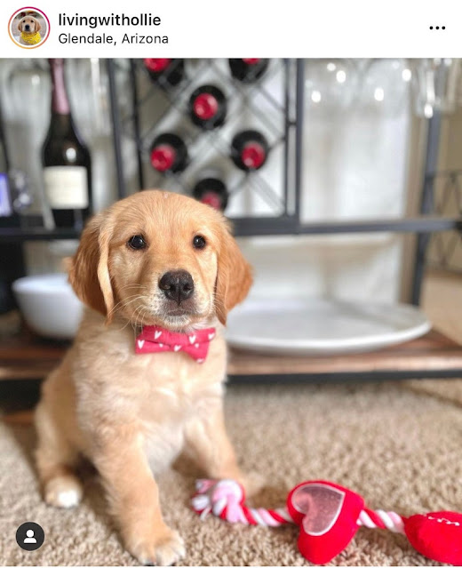 Adorable and unique Valentine's Day gifts for dogs