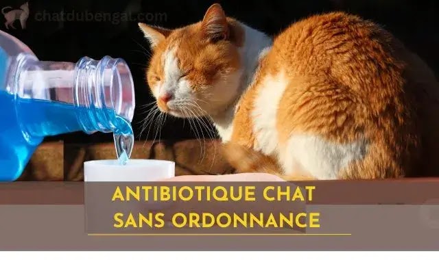 antibiotique chat sans ordonnance