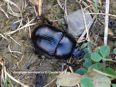 Escarabajo oscuro sobre suelo, enseguida de rocas y plantas