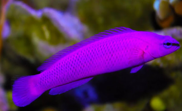 Ikan Purple Dottyback