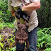 Australia .. A giant frog weighing up to 2.7 kilograms was found