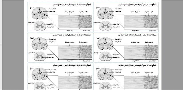 تحميل رسومات جاهزة للطباعة تبين تموضع المادة الرمادية و المادة البيضاء في المخ و النحاع الشوكي