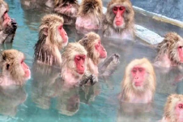 Can Newborn Monkeys Swim?