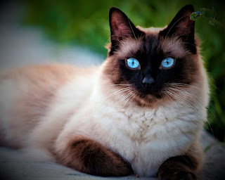 "siamese cat for sale" "siamese cat names" "siamese cat price" "siamese cat personality" "siamese cat rescue" "siamese cat breeders near me" "siamese cat lifespan" "siamese cat song" "siamese cat price philippines" "sagwa the chinese siamese cat" "black siamese cat" "white siamese cat" "fluffy siamese cat" "persian siamese cat" "siamese mix cat" "siamese persian cat" "siamese cats for adoption"; Siamese Cat     Siamese Cat, Siam Cat, Thai Cat  what is the history of Siamese? The Siamese cat is one of the oldest breeds to appear in Thailand, which was formerly called Siam, hence the name of the breed.  Cats were thought of sacred and were typically accustomed to defending Buddhist temples. At that point, it absolutely was very troublesome to induce a Siamese kitten and {people} World Health Organization had it was thought of revered by people.  The King of Thailand in 1880 conferred kittens to the diplomatist of the European country, that he delivered to the European country. After that, the recognition of the Siamese breed began to extend considerably, as folks needed to have lovely cats from the east.  Today, the Siamese cat is considered one of the most popular cat breeds in the world.  Characteristics of the Siamese Cat Breed Adaptability                                       10/10  Attachment to the family             10/10  Gaming activity                                10/10  intelligence                                        10/10  General health                                 09/10  Wool fallout                                      06/10  Friendliness to children                 08/10  Friendly to dogs                               10/10  Love for meows                                09/10     "siamese cat for sale" "siamese cat names" "siamese cat price" "siamese cat personality" "siamese cat rescue" "siamese cat breeders near me" "siamese cat lifespan" "siamese cat song" "siamese cat price philippines" "sagwa the chinese siamese cat" "black siamese cat" "white siamese cat" "fluffy siamese cat" "persian siamese cat" "siamese mix cat" "siamese persian cat" "siamese cats for adoption"; lynx point siamese  Breed Information of Siamese Country of origin  Thailand  Lifetime  12-15 years  Size  average  Weight  Cats: 4-7 kg, Cats: 3-5 kg  Coat type  shorthair  Color  color point (light coat with a darker color on the paws, muzzle, ears, and tail)  Lifestyle  outdoors / indoors  Siamese cat price  100-700 $   What is the description of a Siamese cat? The Siamese cat is one of the most recognizable breeds with its beautiful blue eyes and specific color. These are extremely balanced cats that boast a sporty, flexible body and elegant, thin paws.  They have wedge-shaped heads, large and almond-shaped eyes, straight profiles with strong chins, and a pleasant, even bite.  Siamese can boast of a very shiny coat with clear outlined dark dots on the following parts of the cat's body: muzzle, ears, paws, tail. The rest of the Siamese cat's body is lighter with shading on its back and sides.  Males weigh from 4 to 7 kg and are 29-31 cm high, and females weigh from 3 to 5 kg and are 27 to 31 cm tall.  "siamese cat for sale" "siamese cat names" "siamese cat price" "siamese cat personality" "siamese cat rescue" "siamese cat breeders near me" "siamese cat lifespan" "siamese cat song" "siamese cat price philippines" "sagwa the chinese siamese cat" "black siamese cat" "white siamese cat" "fluffy siamese cat" "persian siamese cat" "siamese mix cat" "siamese persian cat" "siamese cats for adoption"; siamese   What is the personality of snowshoe siamese? Siamese cats are very active, sociable, affectionate, and trusting. These cats are intelligent and athletic, so they need a lot of toys and games to keep their bodies and minds. They love physical contact.  These cats have a deep, loud voice and "talk" with their owners.  They tend to become very attached to their owners and do not like to be alone for long periods of time. Therefore, it is best to keep a couple of these cats in the house so that they can entertain each other while their owners are away.  What are the common diseases in the siamese? The Siamese cat breed is considered a long-liver with a life expectancy of an average of 12-15 years or more.  But even with such data, they also have a number of diseases, namely:  vestibular disease; amyloidosis of the liver; aortic stenosis; progressive retinal atrophy. One cat of this breed lived 38 years and got into the Guinness Book of Records.     How to take care of the siamese cats? Siamese cats boast a short, tight-fitting shiny coat, so they do not require special care, as, for example, cats of long-haired breeds, such as Maine or Persian cats.  Weekly brushing and wiping with leather suede is all it takes to keep their coat in good condition with a good shine. They love the very process of caring for them and love to be cleaned if they were accustomed to it while still a kitten.  Siamese cats tend to molt in spring and autumn, as do other cat breeds, so more frequent cleaning may be required during this time period.  It is very important to regularly check the cat's ears and, if necessary, clean them. If a large amount of sulfur is allowed to accumulate, this can lead to an infection that is then difficult to cure.  Your Siamese cat's claws may need regular pruning every 10 to 14 days. Also, get them a scratching post to keep the upholstery of furniture or woodwork.  Also, pay attention to dental hygiene and start teaching your cat with regular brushing of teeth at an early age at a veterinarian.     "siamese cat for sale" "siamese cat names" "siamese cat price" "siamese cat personality" "siamese cat rescue" "siamese cat breeders near me" "siamese cat lifespan" "siamese cat song" "siamese cat price philippines" "sagwa the chinese siamese cat" "black siamese cat" "white siamese cat" "fluffy siamese cat" "persian siamese cat" "siamese mix cat" "siamese persian cat" "siamese cats for adoption"; siamese  "siamese cat for sale" "siamese cat names" "siamese cat price" "siamese cat personality" "siamese cat rescue" "siamese cat breeders near me" "siamese cat lifespan" "siamese cat song" "siamese cat price philippines" "sagwa the chinese siamese cat" "black siamese cat" "white siamese cat" "fluffy siamese cat" "persian siamese cat" "siamese mix cat" "siamese persian cat" "siamese cats for adoption"; flame point siamese  "siamese cat for sale" "siamese cat names" "siamese cat price" "siamese cat personality" "siamese cat rescue" "siamese cat breeders near me" "siamese cat lifespan" "siamese cat song" "siamese cat price philippines" "sagwa the chinese siamese cat" "black siamese cat" "white siamese cat" "fluffy siamese cat" "persian siamese cat" "siamese mix cat" "siamese persian cat" "siamese cats for adoption"; seal-point-siamese  "siamese cat for sale" "siamese cat names" "siamese cat price" "siamese cat personality" "siamese cat rescue" "siamese cat breeders near me" "siamese cat lifespan" "siamese cat song" "siamese cat price philippines" "sagwa the chinese siamese cat" "black siamese cat" "white siamese cat" "fluffy siamese cat" "persian siamese cat" "siamese mix cat" "siamese persian cat" "siamese cats for adoption"; white siamese cat  "siamese cat for sale" "siamese cat names" "siamese cat price" "siamese cat personality" "siamese cat rescue" "siamese cat breeders near me" "siamese cat lifespan" "siamese cat song" "siamese cat price philippines" "sagwa the chinese siamese cat" "black siamese cat" "white siamese cat" "fluffy siamese cat" "persian siamese cat" "siamese mix cat" "siamese persian cat" "siamese cats for adoption"; snowshoe siamese  "siamese cat for sale" "siamese cat names" "siamese cat price" "siamese cat personality" "siamese cat rescue" "siamese cat breeders near me" "siamese cat lifespan" "siamese cat song" "siamese cat price philippines" "sagwa the chinese siamese cat" "black siamese cat" "white siamese cat" "fluffy siamese cat" "persian siamese cat" "siamese mix cat" "siamese persian cat" "siamese cats for adoption"; lilac point siamese  "siamese cat for sale" "siamese cat names" "siamese cat price" "siamese cat personality" "siamese cat rescue" "siamese cat breeders near me" "siamese cat lifespan" "siamese cat song" "siamese cat price philippines" "sagwa the chinese siamese cat" "black siamese cat" "white siamese cat" "fluffy siamese cat" "persian siamese cat" "siamese mix cat" "siamese persian cat" "siamese cats for adoption"; chocolate point siamese  "siamese cat for sale" "siamese cat names" "siamese cat price" "siamese cat personality" "siamese cat rescue" "siamese cat breeders near me" "siamese cat lifespan" "siamese cat song" "siamese cat price philippines" "sagwa the chinese siamese cat" "black siamese cat" "white siamese cat" "fluffy siamese cat" "persian siamese cat" "siamese mix cat" "siamese persian cat" "siamese cats for adoption"; Siamese kitten"siamese cat for sale" "siamese cat names" "siamese cat price" "siamese cat personality" "siamese cat rescue" "siamese cat breeders near me" "siamese cat lifespan" "siamese cat song" "siamese cat price philippines" "sagwa the chinese siamese cat" "black siamese cat" "white siamese cat" "fluffy siamese cat" "persian siamese cat" "siamese mix cat" "siamese persian cat" "siamese cats for adoption";
