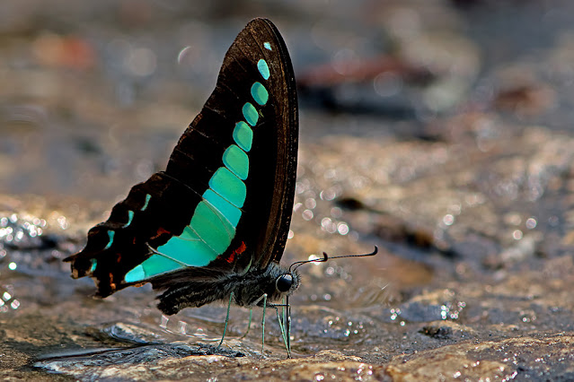 Graphium sarpedon