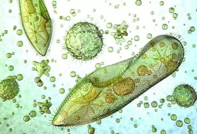 Young boy dies after brain eating amoeba gets into brain