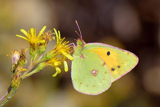 mariposa-amarilla-colias-crocea-