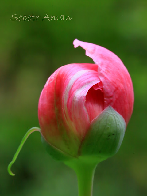 Paeonia obovata