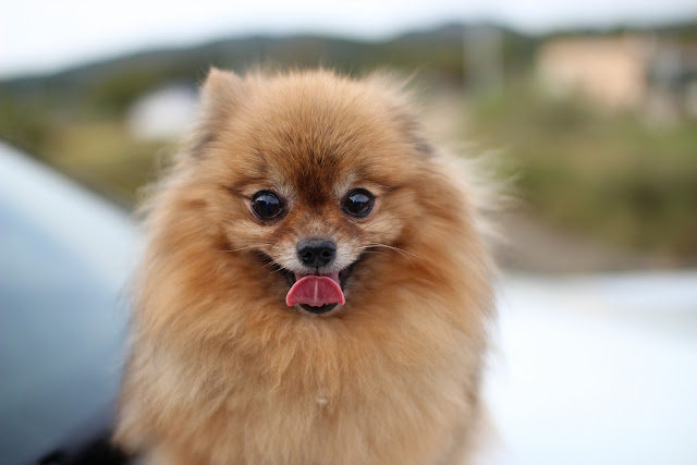 Pomeranian Price In Kolkata