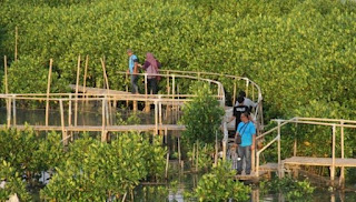 Mengenal Teknik Rehabilitasi Hidrologi Mangrove Untuk Memaksimalkan Pelestarian Kawasan Hutan Pesisir