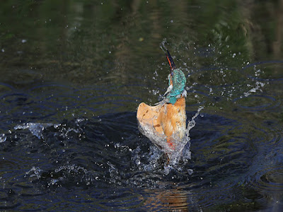 カワセミの水面飛びだし 首捻り付